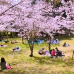 【行楽シーズン】お花見に活躍するアウトドアグッズを徹底紹介!【キャンプ】
